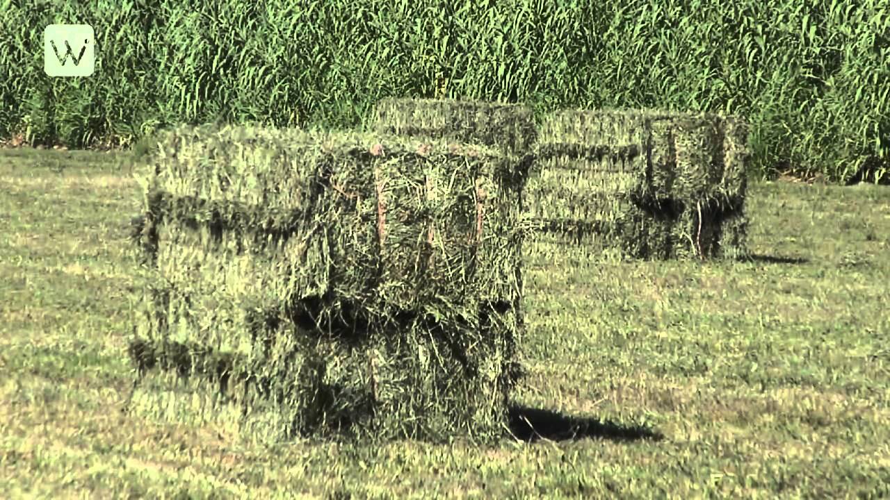 Wikibee Istres - Foin de Crau, du succès à la disparition ?