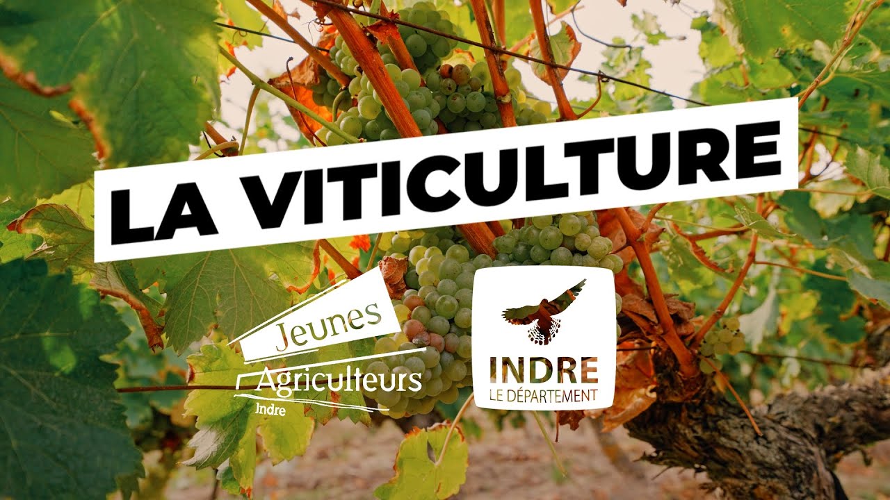 L'agriculture : notre flamme, votre futur | ÉPISODE 1 | La viticulture