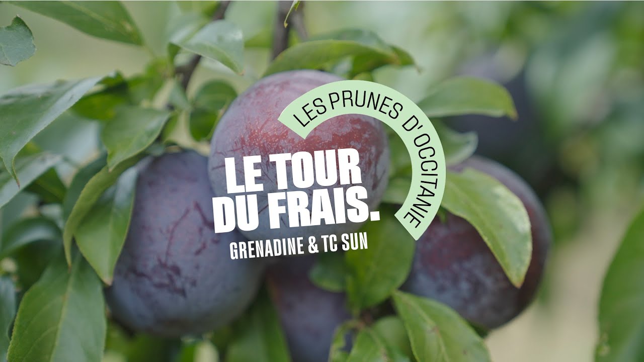 Grand Frais | Le Tour du Frais avec Jérôme, producteur de prunes françaises