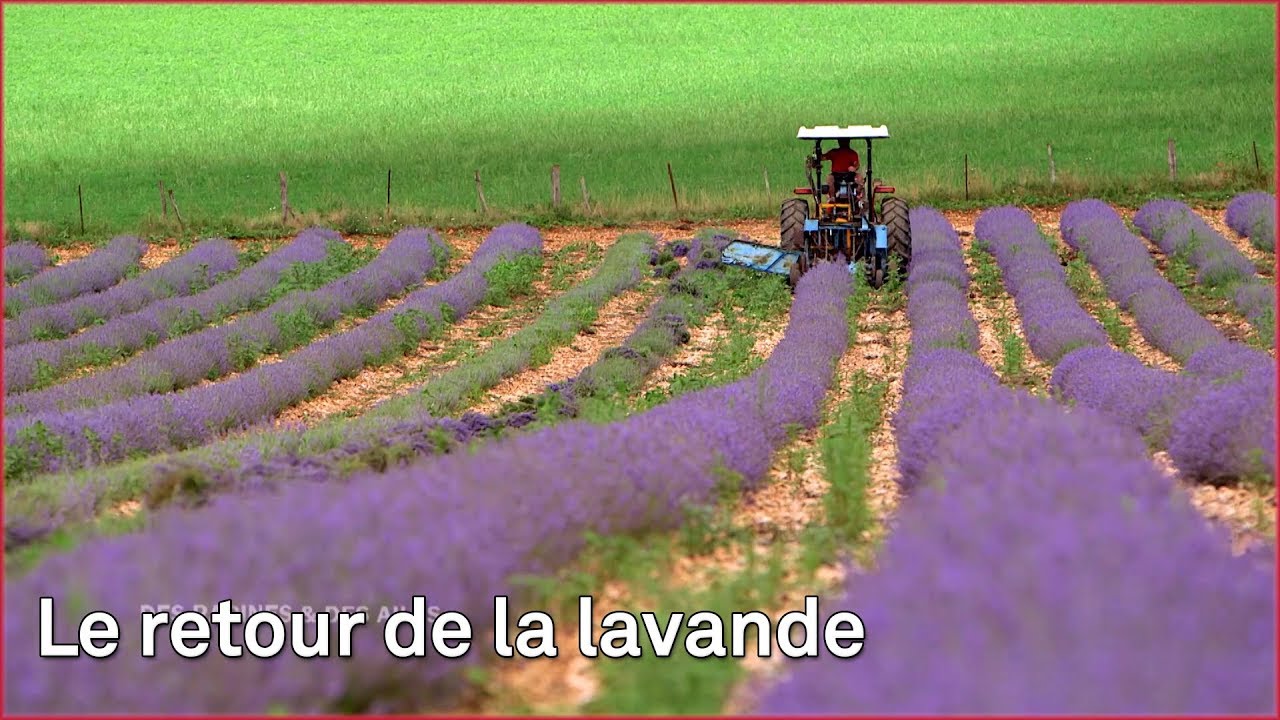 Le retour de la lavande