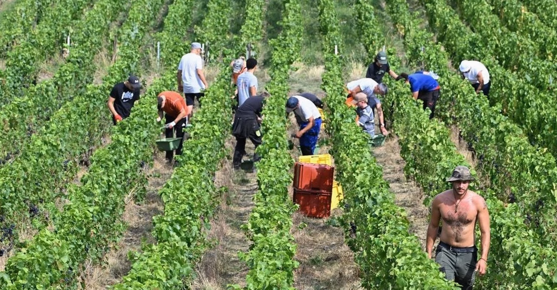 Grande vente à la cave de Fabrezan : Terroirs du Vertige réunit 30 vignerons passionnés pour les vendanges